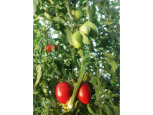 ������ ����������