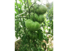 ������� ������� ����