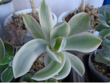 DSC08411.JPG ���� ���� var. - 200