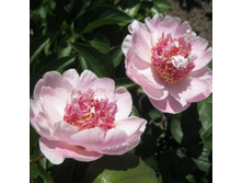 Do Tell ���� 6,25 ���� �������� 1 ��