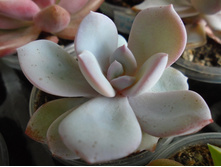 DSC08430.JPG ��������  Greamtea