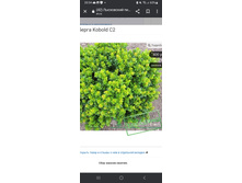 ��� ��������