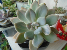 DSC08462.JPG ������������ ������. -200