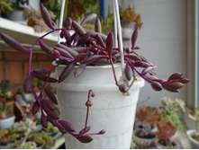 DSC08424.JPG ������ �������� - 200