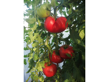 ��� �������