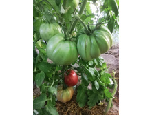 �������������� ���