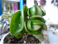 DSC08455.JPG ���� �������� - 200