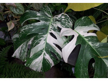 �������� ����� ����������