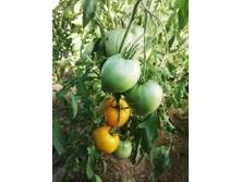 ������ ������