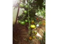 ������� ��������� ����