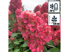 ������� +23�