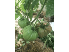 �������������� ���