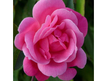 �� ���������� (�)