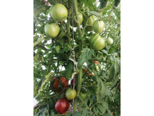 ������ ������