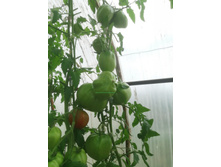 �������� �������