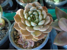 DSC08420.JPG �������� Shelly - 200