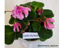 ������ Lunar Lily Rose.jpg