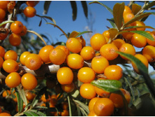 �������� ��������+25�