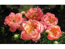 Coral Charm ���� 4,38 ���� �������� 2 ��