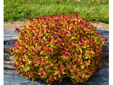 ����� ���� +23�