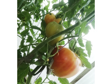 ��������� ��������