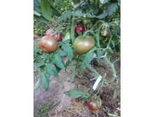 ���������� ����