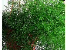 ��������� ���������