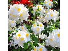 ����������� ���� ������