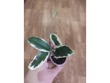 Hoya acuta albomarginata.