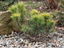 ����� ������ �������