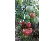 �������� �� ��������