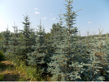 ��� ���������