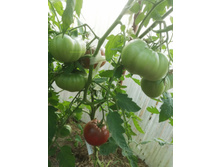 �������� �����