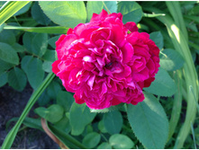 ����� �������