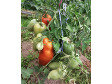 ��� ���, ������� ������. � �� �� 1�����