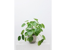 ����� ���������������