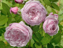 ������ �� ������