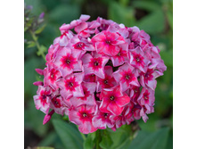 ��� ��������