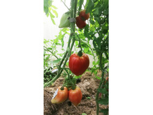 ������� ��������