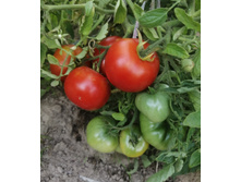 ������� �����