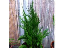 ��������� �������������