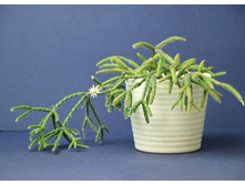 �������� �������