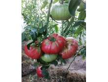 ��������� ������