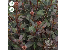 ���.���� ������