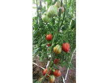 ������ ����