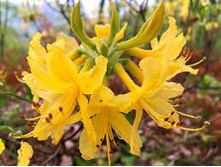 ����������� ������