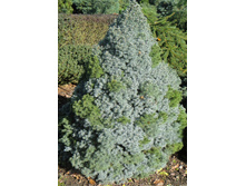 ��� ����� (���������)(blue wonder)