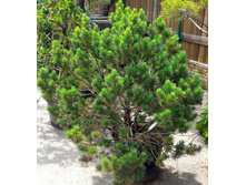 ����� ��������