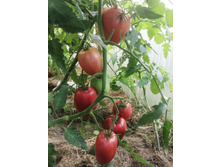 �������� ������ �������