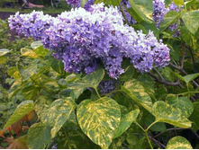 ������ ������������ Aucubaefolia �3 - 550�